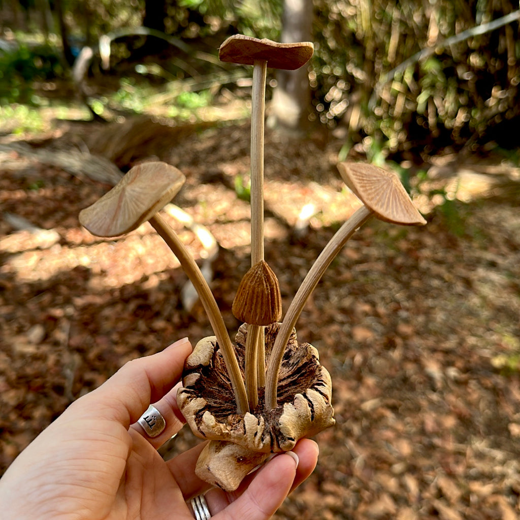 Small Wooden Mushroom cluster